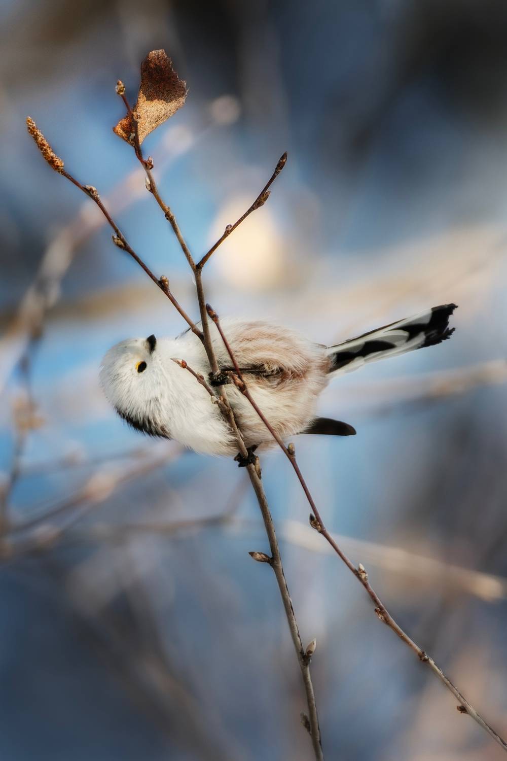 wildlife, birdwatching, nature, bird photography, птица, фотоохота, природа, ополовник, Полина Шальнева