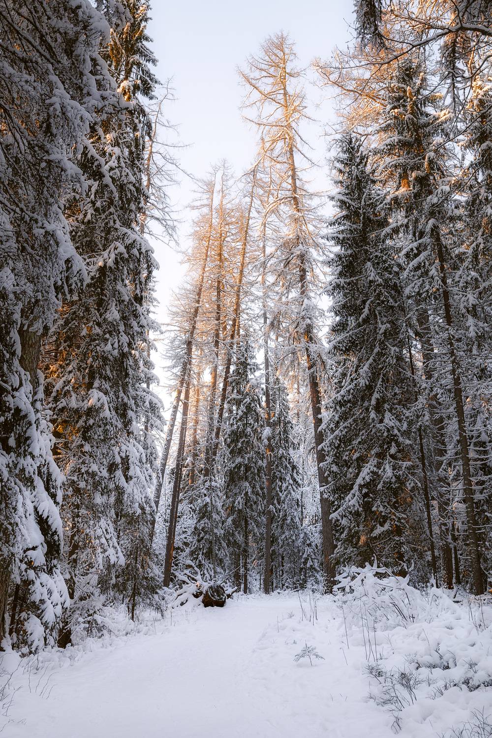 зима,лес, деревья, снег, река, ленинградская область,, Влад Рябинин