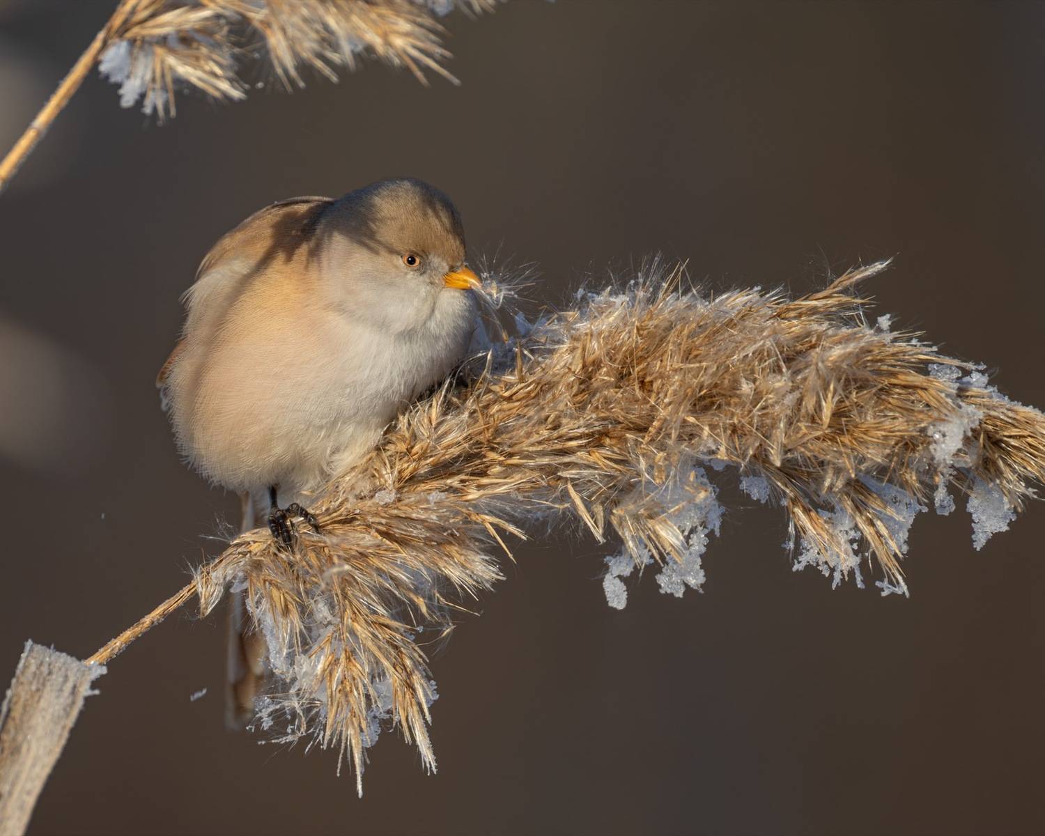 усатая синица, синица, птицы, Ruslan Pl
