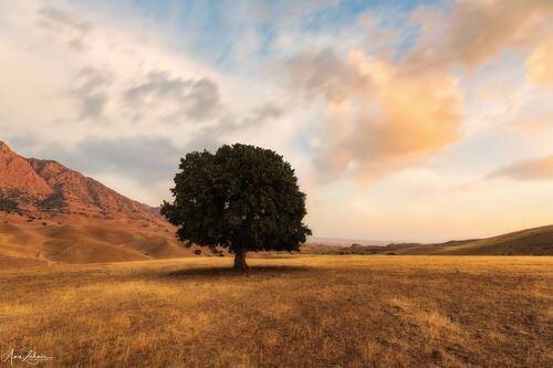 The Lonely Tree