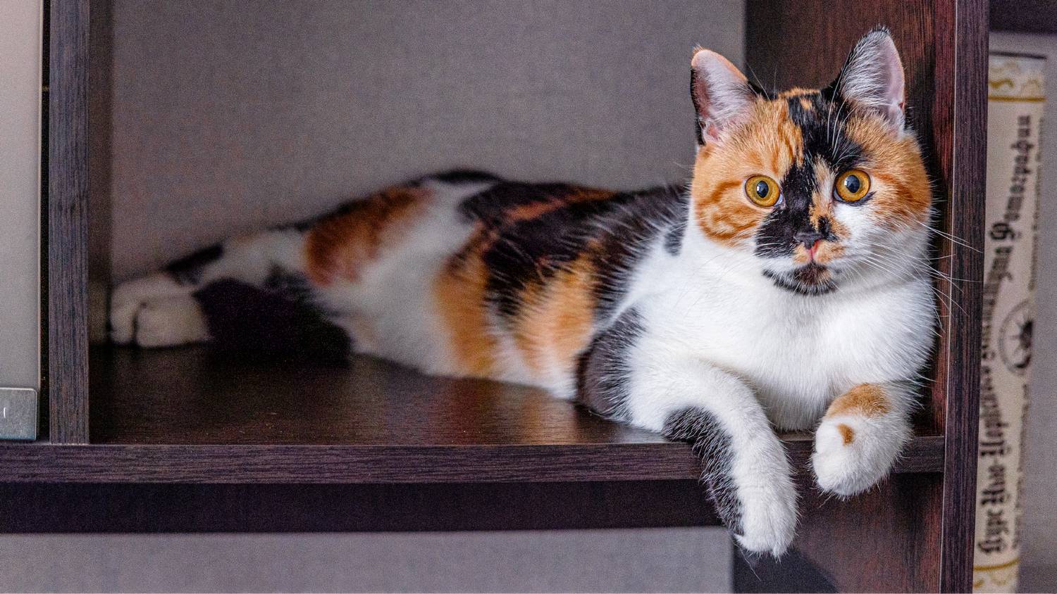 животные, кошки, Александр Потапов