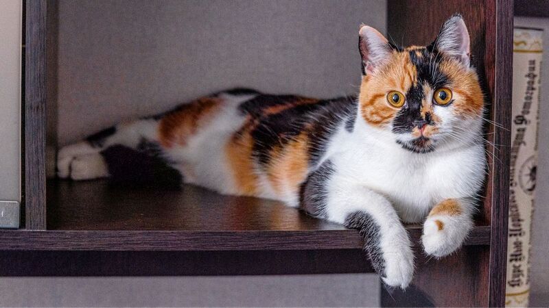 животные, кошки отвоевала место  фото превью