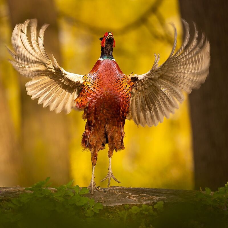 Pheasant фото превью
