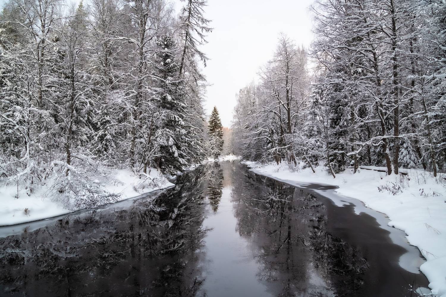 природа России, Ленинградская область, Линдуловская роща, Татьяна Кормашова