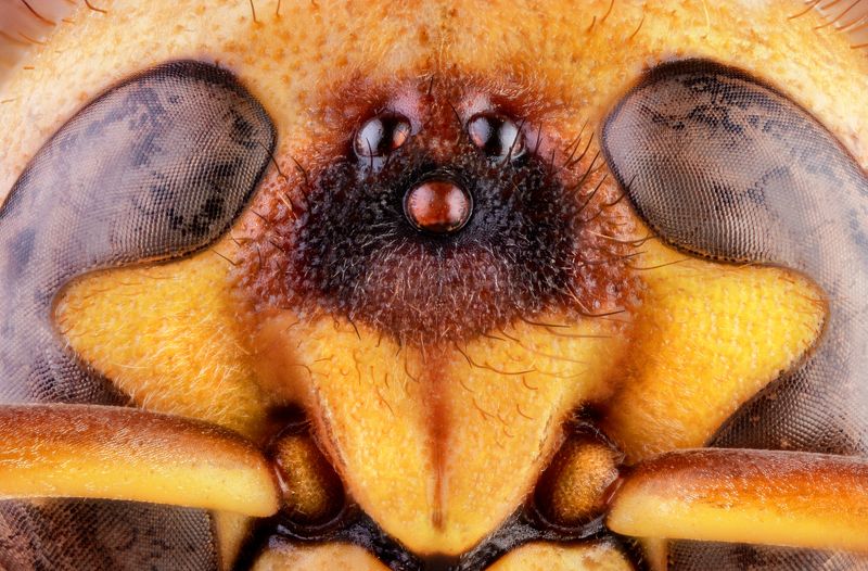 macro wild wasp insect nikon georgia WASP фото превью