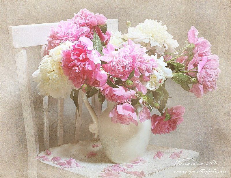 пион,цветок,букет,утро Утро пионов фото превью