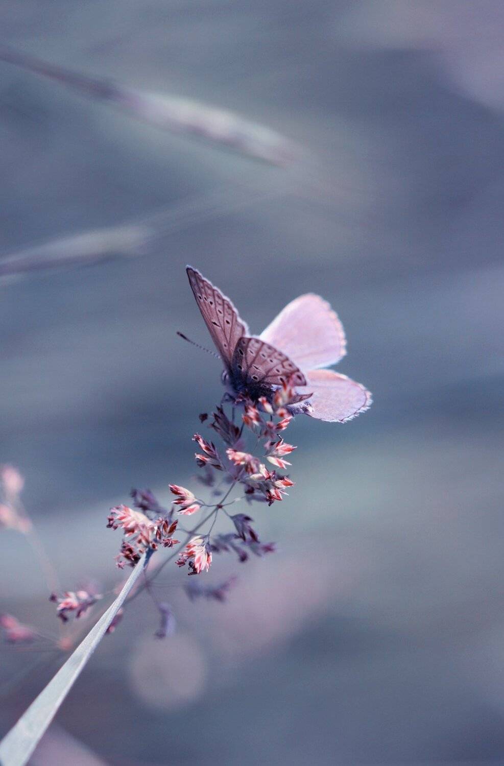 butterfly,macro,blue,frallower,nature,natural, Naiden Bochev