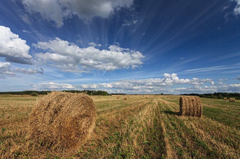 Поле трава сено рулоны лес облака лето Облачные следы фото превью