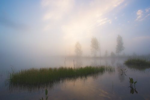 Сквозь туман