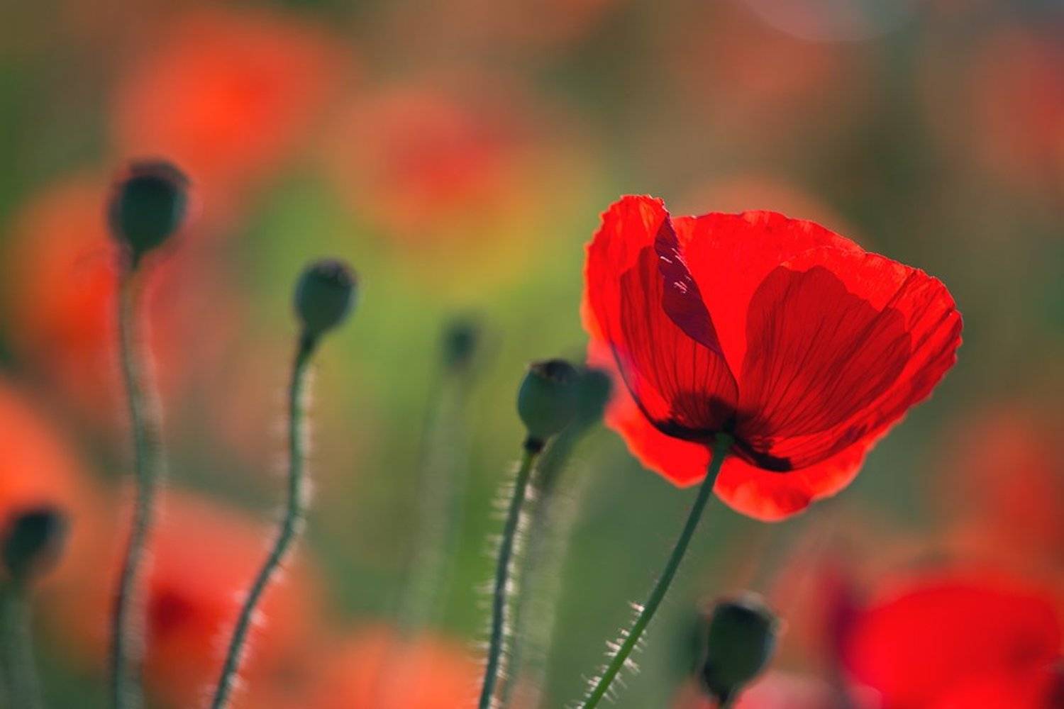 , Ирина Костова