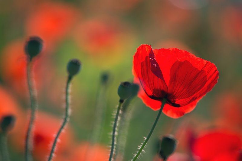 Только день жизни фото превью