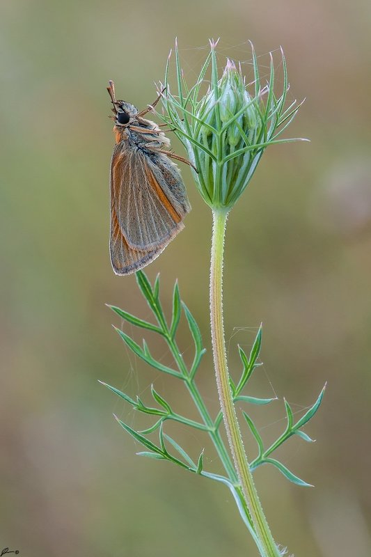Butterfly, Insect, Macro, Makro, Nature, Wildlife Thymelicus sylvestris фото превью