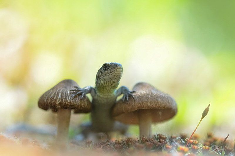 Ты сними,сними меня фотограф... фото превью
