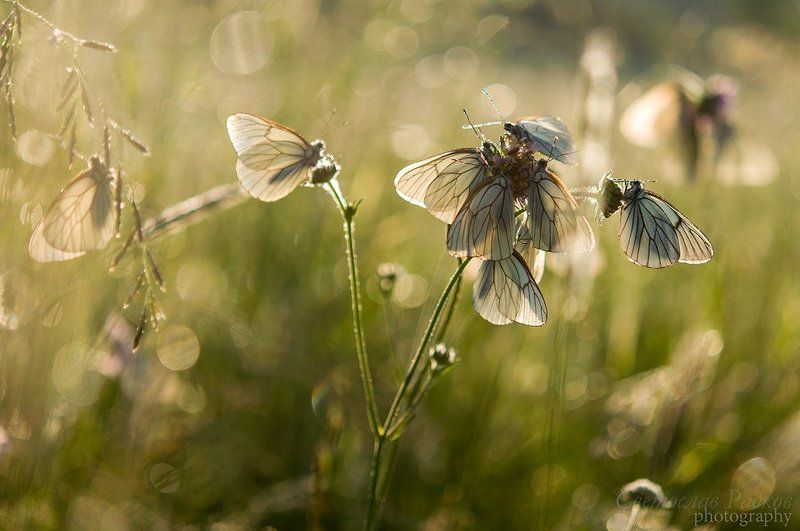 White Butterfly фото превью