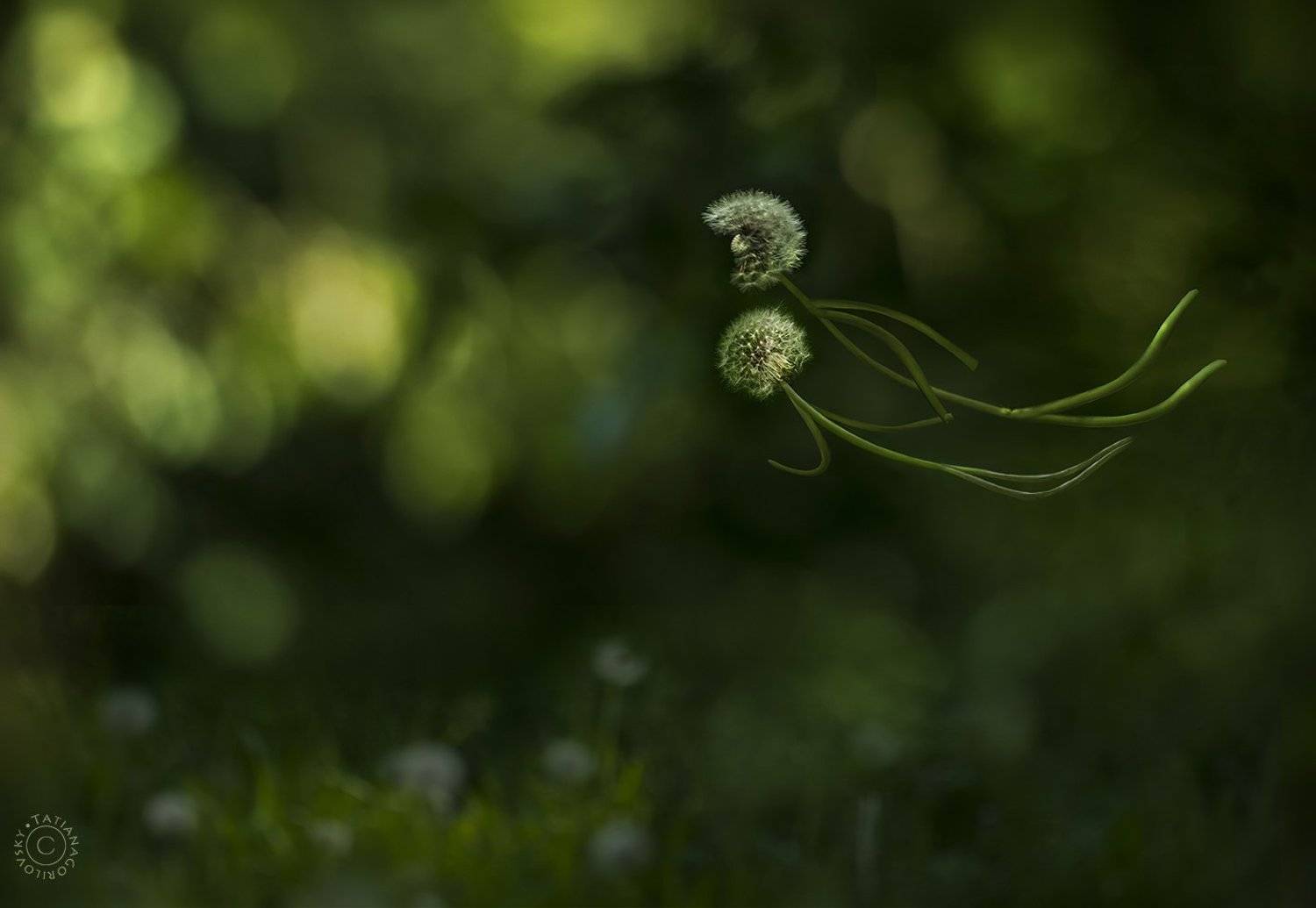 лето, одуванчики, полёт, Татьяна Гориловская