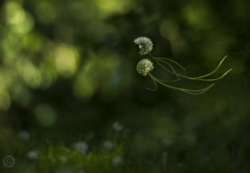 лето, одуванчики, полёт Полёты во сне и наяву... фото превью