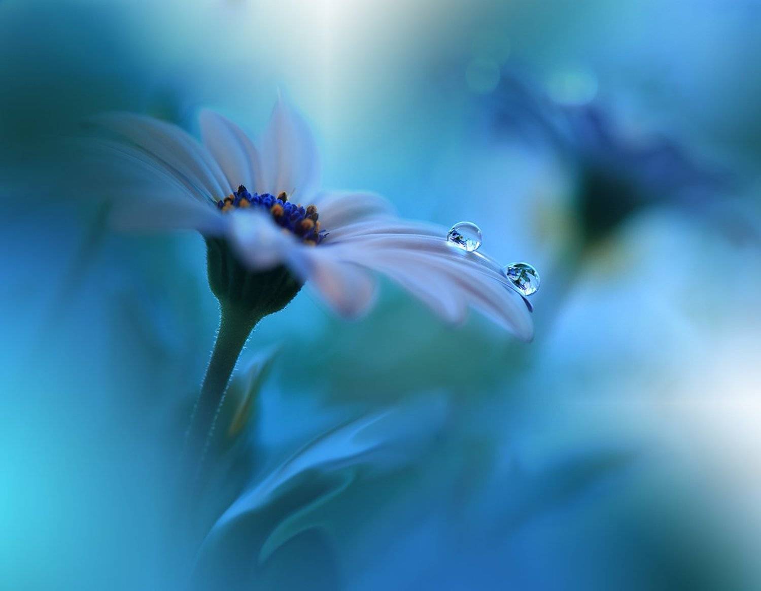 , Juliana Nan