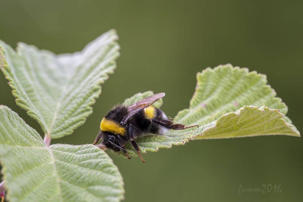 , Игорь ФУММ