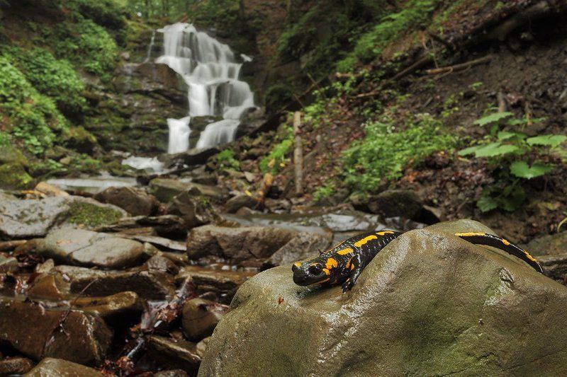 Огненная саламандра фото превью