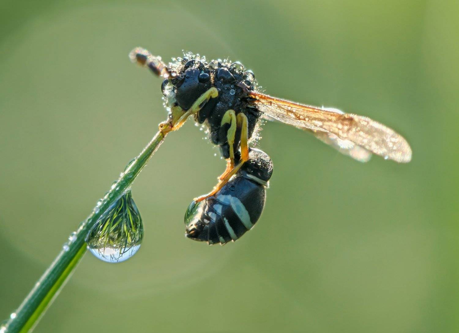 Hymenoptera, Весна, Зелёный, Капля, Май, Макро, Мгновение, Насекомое, Оса, Оцепенение, Перепончатокрылое, Роса, Стекинг, Травинка, Утро, Ксения Соварцева