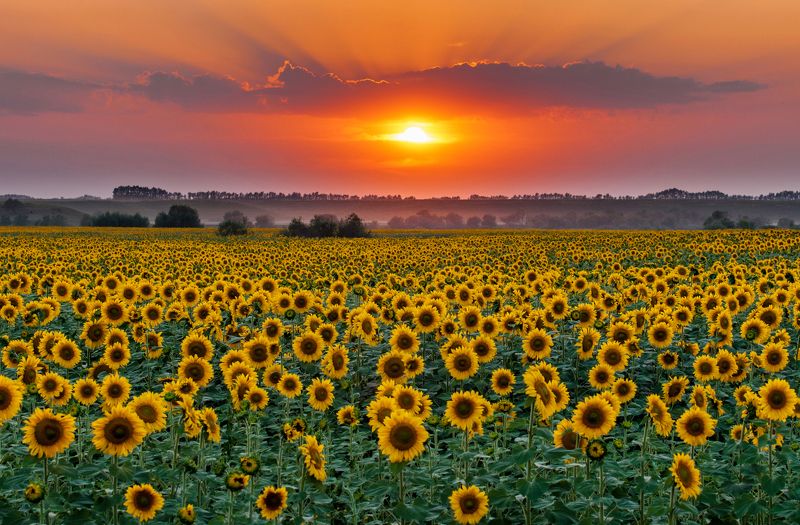 Алтай, Закат, Подсолнухи, Солнце Мои подсолнухи фото превью