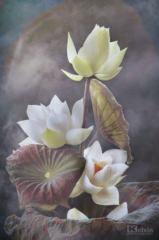 Sen Trắng фото превью