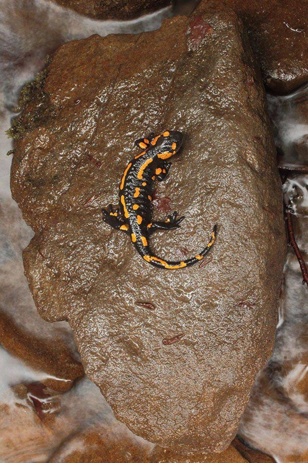 , Роман Рысь