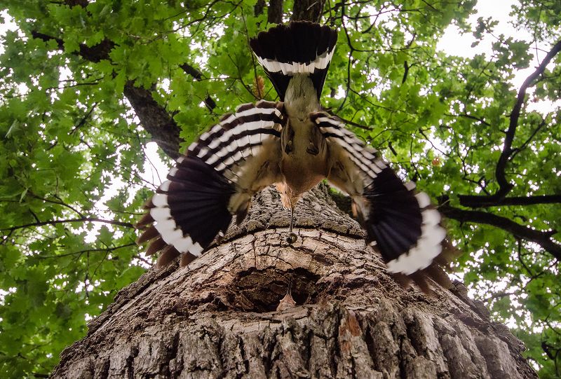 wildlife Удод фото превью