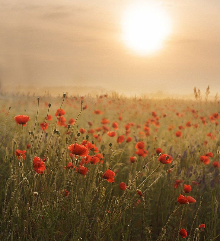 Восход в маках, Красные маки, Маки, Поле Маки на рассвете фото превью