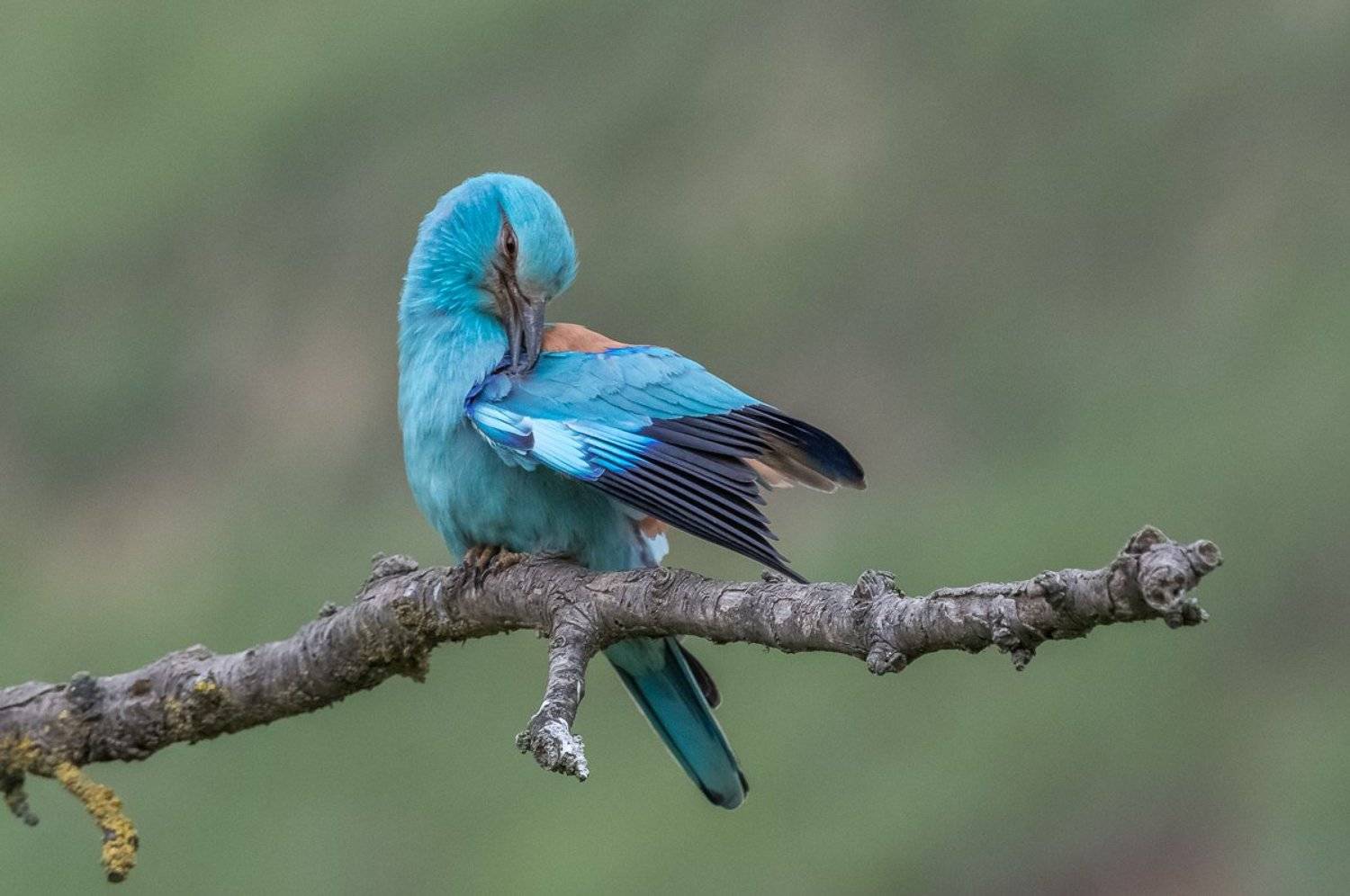 roller, european roller, kraska, coracias garrulus, aves, birds, ptaki, dominik chrzanowski fotografia przyrodnicza, dominik chrzanowski wildlife photography, Dominik Chrzanowski