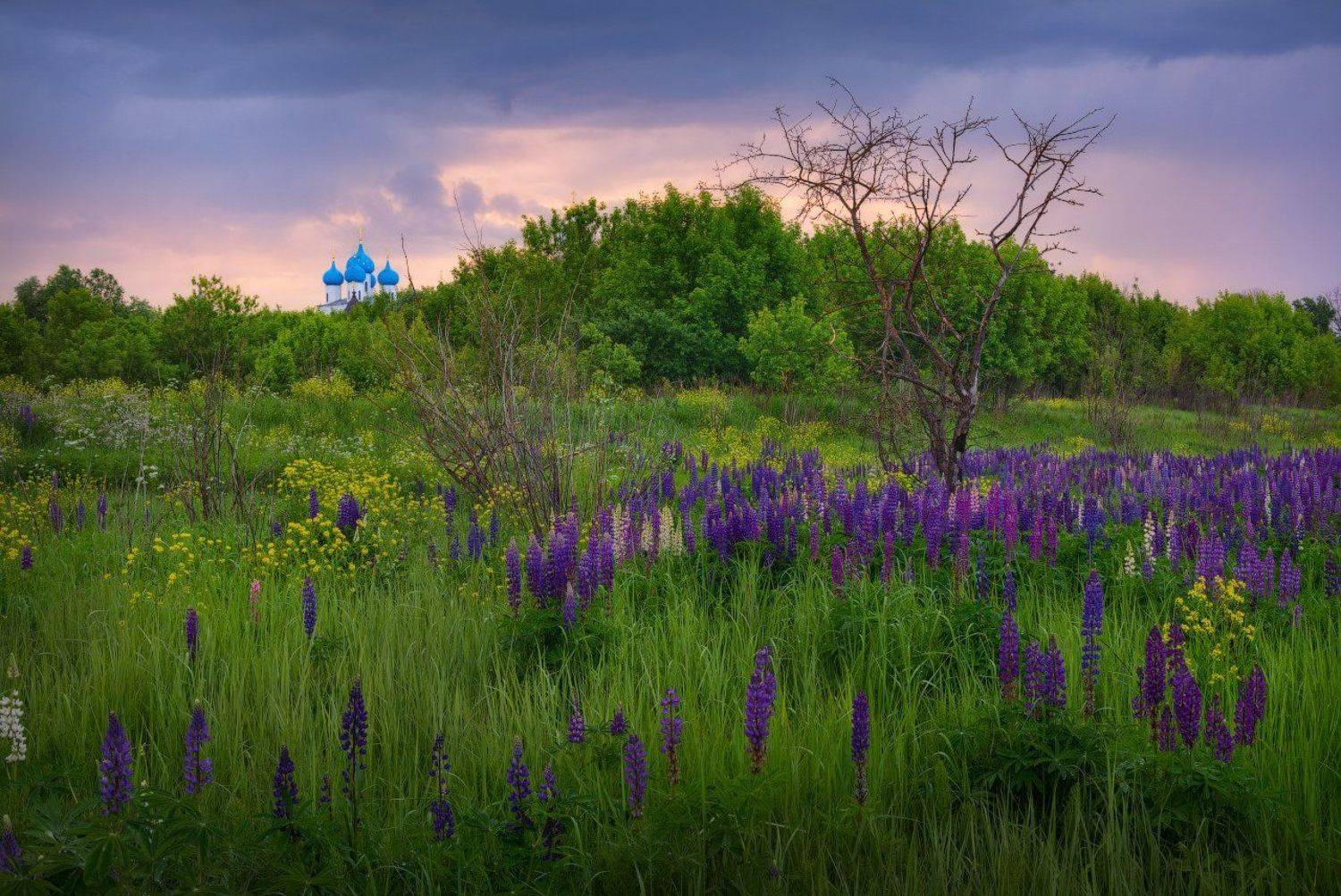 Nikon, Nikon D7100, Sigma10-20, Гроза, Дождливое_утро, Лето, Люпины, На рассвете, Никон D7100, Пейзаж, Пейзажнаясъемка, Пейзажное фото, Подмосковье, Рассвест, Серпухов, Утро, Цветы, Жмак Евгений