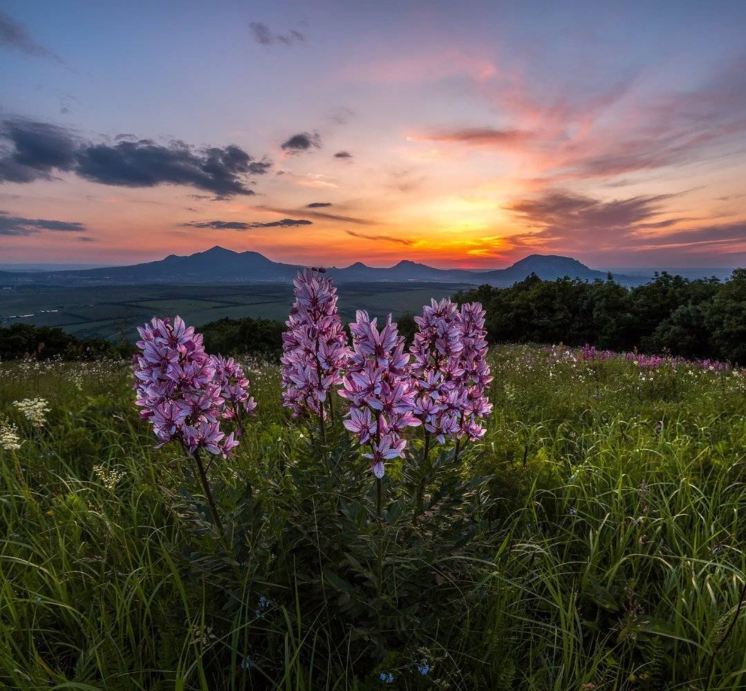Весна, Горы, Кавминводы, Ставроольский край, Степь, Сумерки, Цветы, Ясенец, Лашков Фёдор