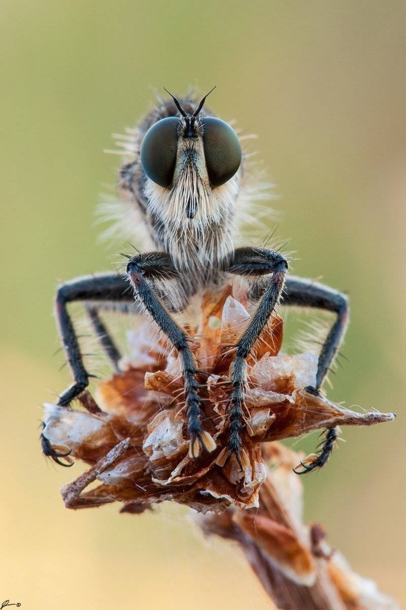 Insect, Macro, Makro, Nature, Wildlife, Mariusz Oparski