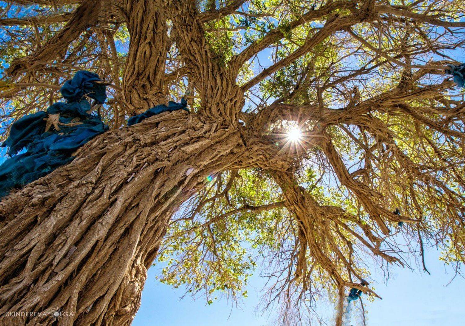 Монголия, Скиндерева Ольга