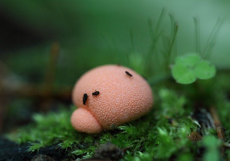 Лесное фото превью