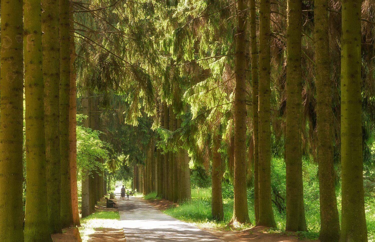 аллея, ботанический сад, дорога, ели, июнь, красота, лето, люди, минск, природа, Юлия Лаптева