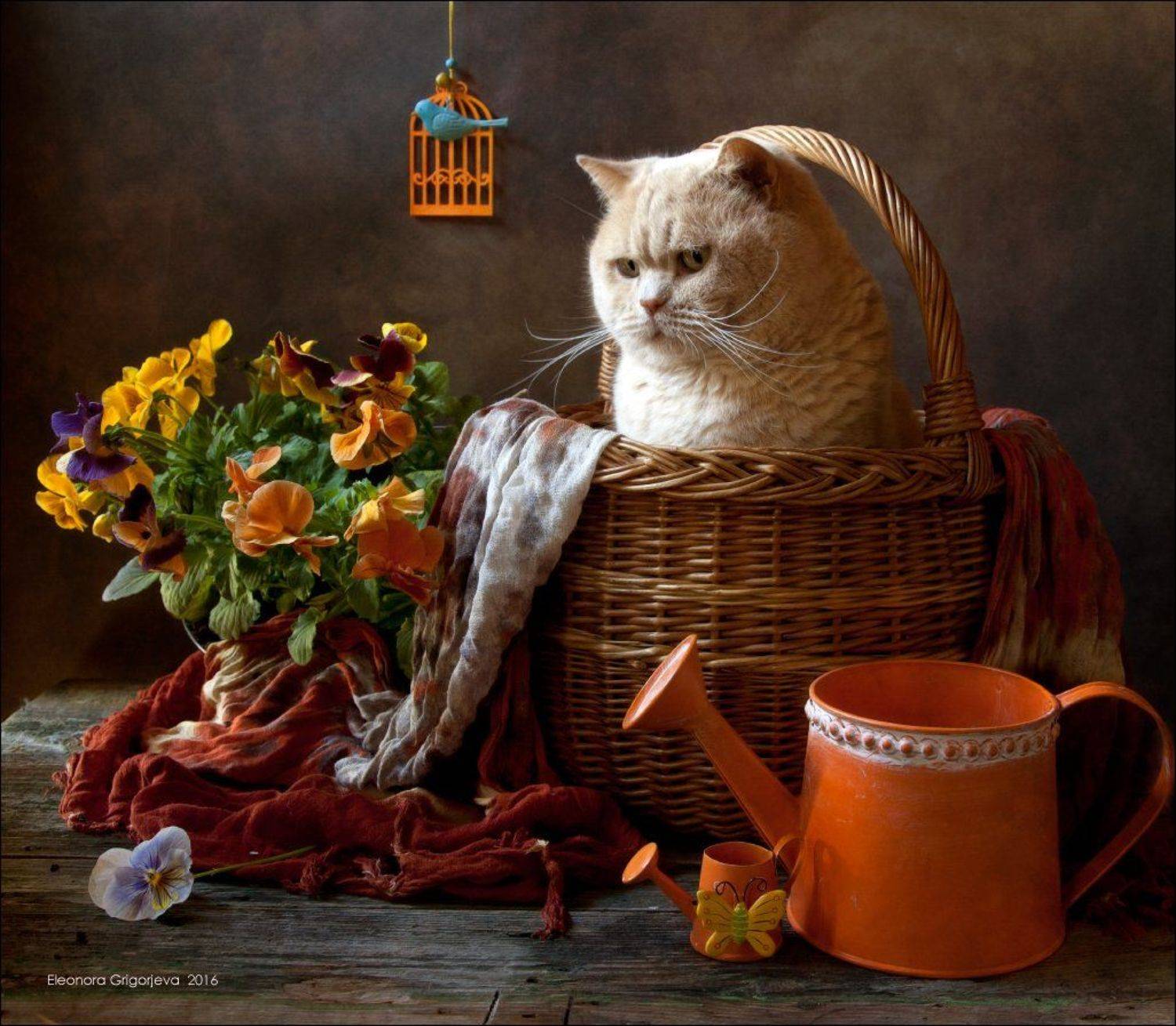 анютины глазки, виолы, корзина, кот, лето, натюркотики, оранжевый, Eleonora Grigorjeva