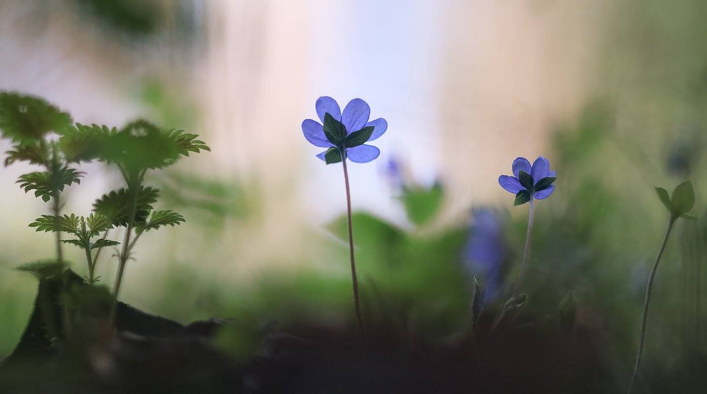 , Алексей Горохов