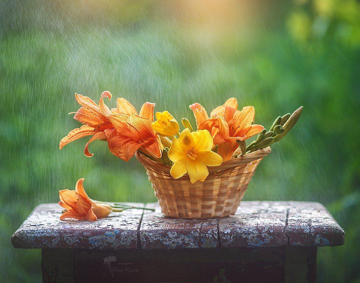 Дождь, Корзина, Лилейник, Табурет, Цветы, Инна Сухова