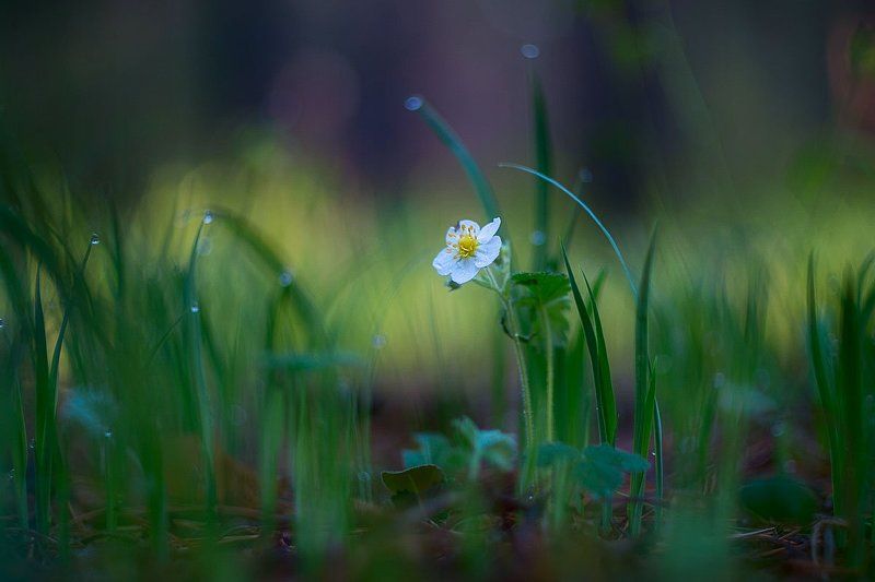 *** фото превью