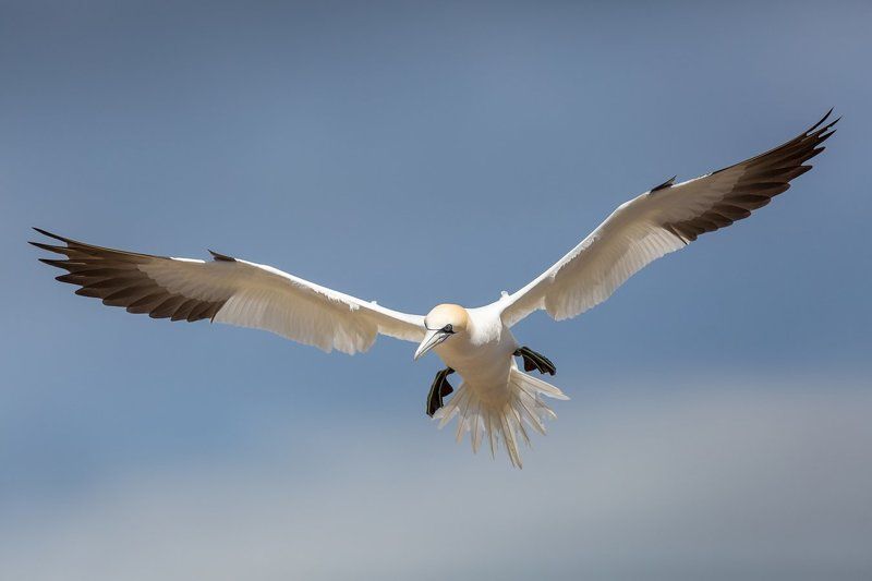 gannet фото превью