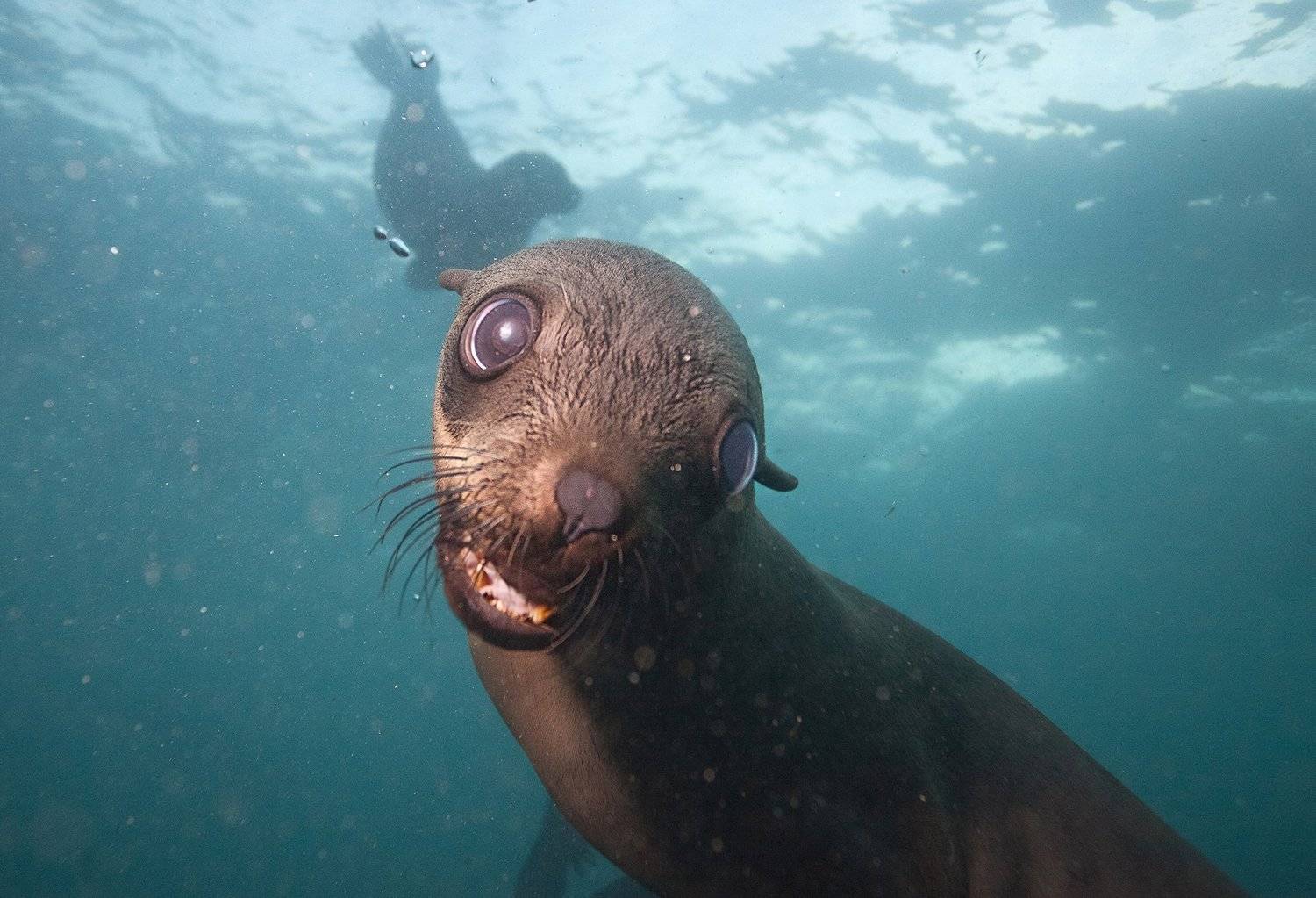 Морской котик, ЮАР, Mike Korostelev