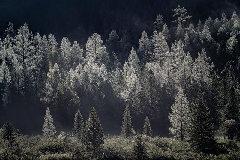 Алтай, Лес, Лето, Пейзаж, Природа, Туман, Утро Утренний туман фото превью