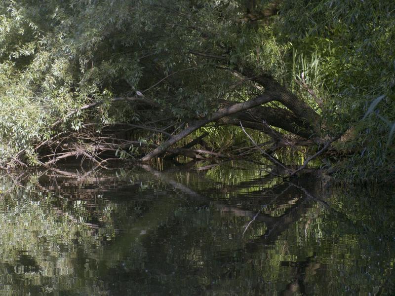 пруд, пейзаж, деревья, линии, пятна Русалочий пруд фото превью