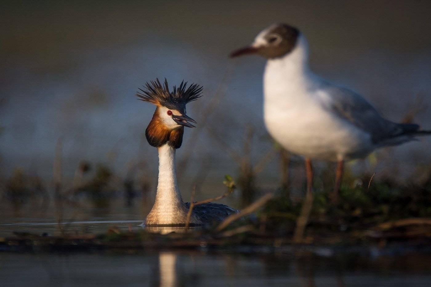 , Дмитрий Вилюнов