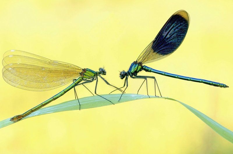 ОН И ОНА фото превью