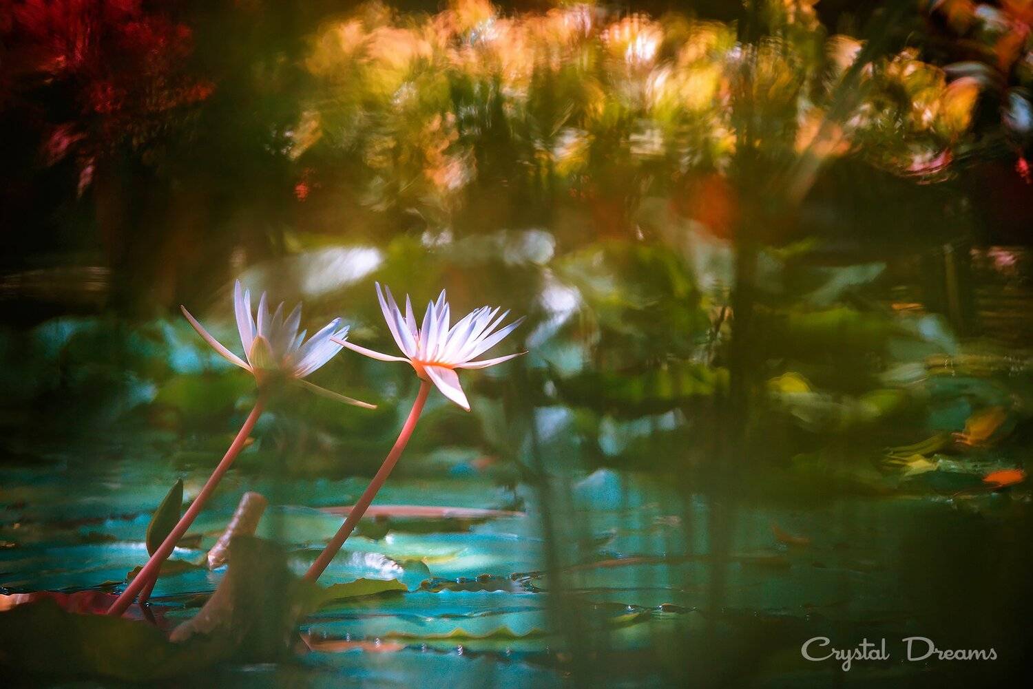 "Impressionism in the botanical, Art, Bokeh, Color, Crystal Deams, Nature, Татьяна Крылова