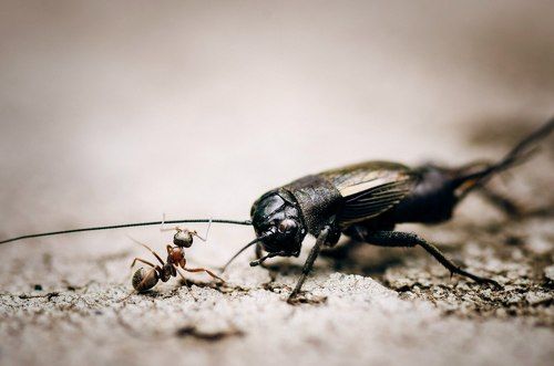 Bugs