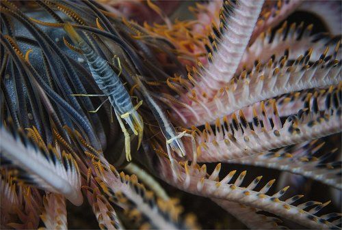 криноидные страдания