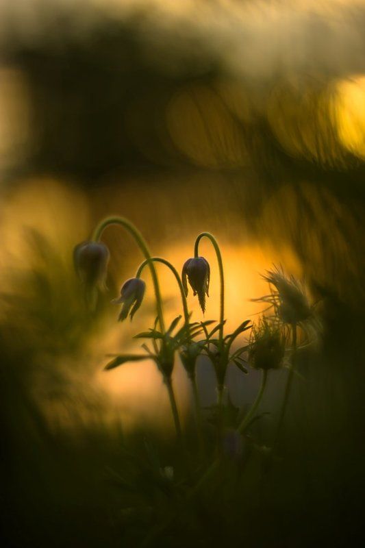Последние из могикан... фото превью